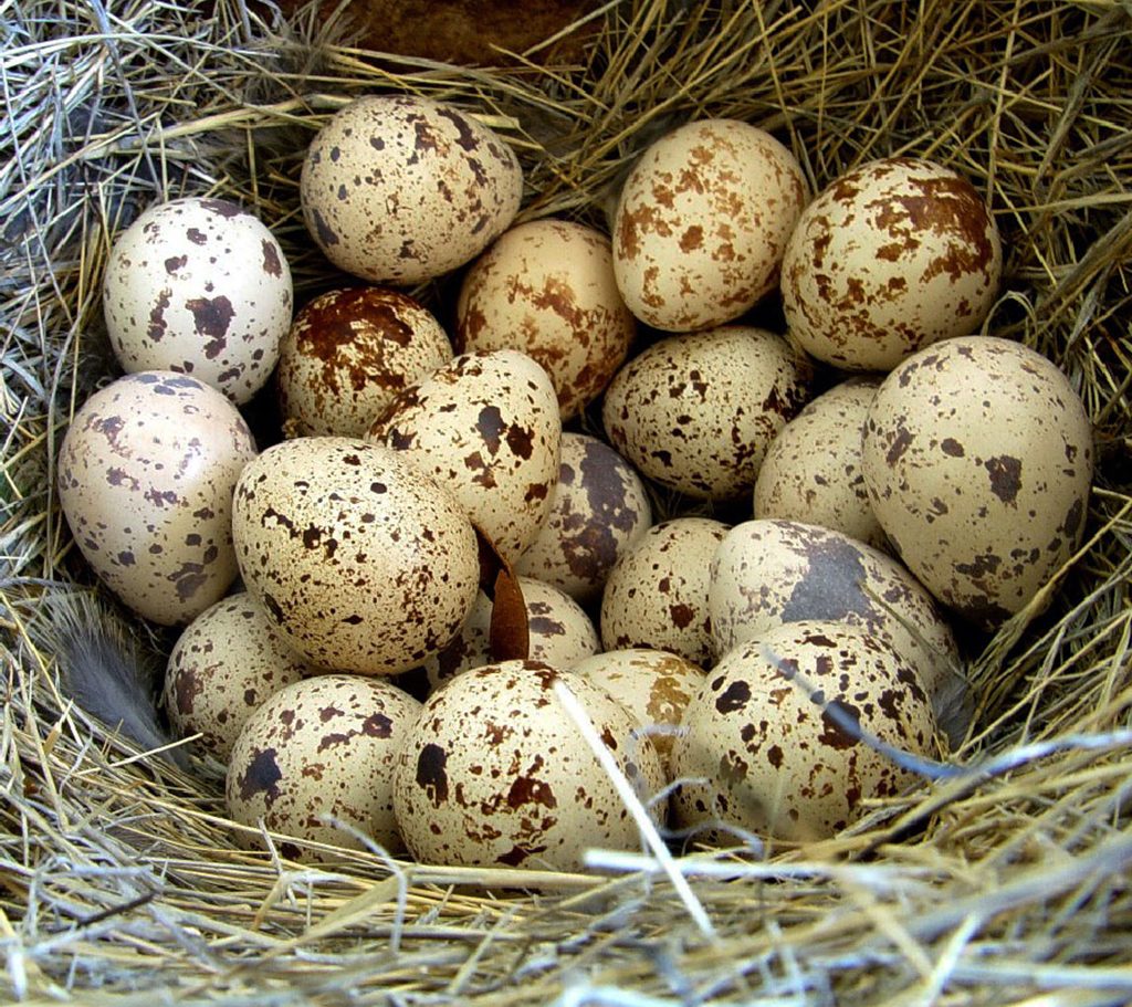Bıldırcın-Yumurtası
